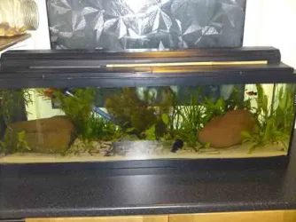 Full_tank.webp