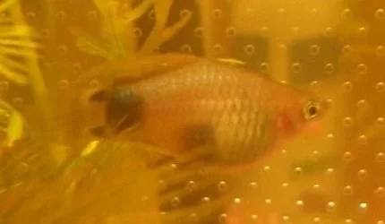 platy.webp