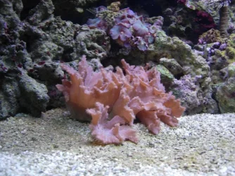pinkcabbage.webp
