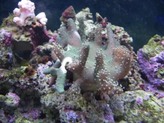 splittingfinger.webp