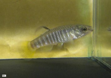 fasciatus_1_tdc.JPG