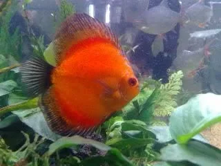 1_discus.webp