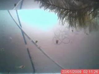 2_week_old_ballon_mollies.webp