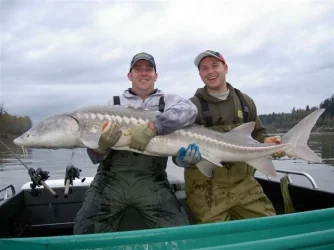 Sturgeon1.webp