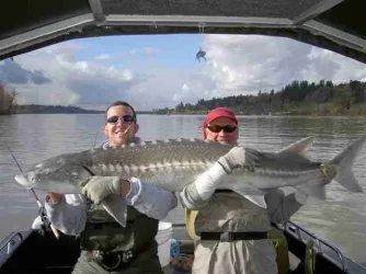 Sturgeon2.webp