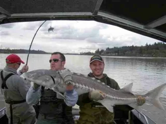 Sturgeon3.webp