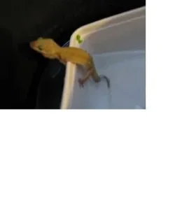 lizard.webp