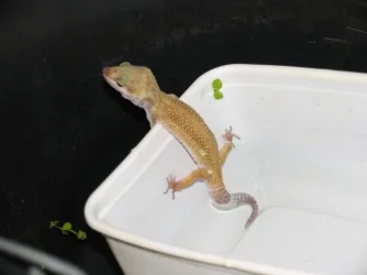 lizard_3.webp