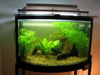 Tank.webp