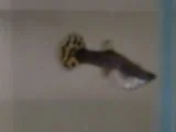 PICT0004.webp