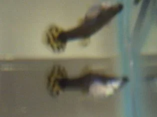PICT0005.webp