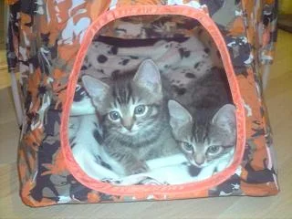 Camping_kittens.webp