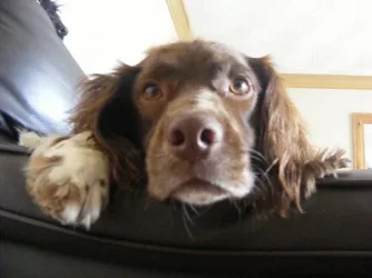 DUKEY.webp