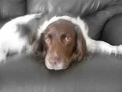 dukeyliverhead.webp