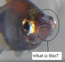 sick_fish.webp sick_fish.webp