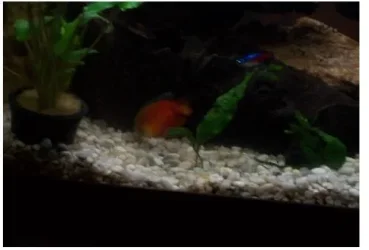 george_the_gourmai_and_fred.webp