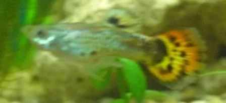 Guppy_Fry_1.webp