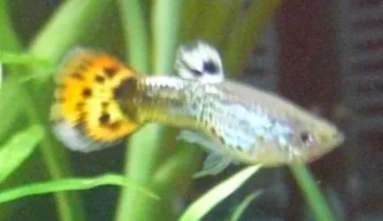 Guppy_Fry_2.webp