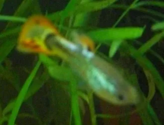 Guppy_Fry_3.webp