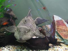 random_09_056__WinCE_.jpg
