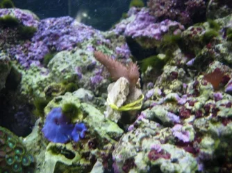 fingerfrags1.webp fingerfrags1.webp
