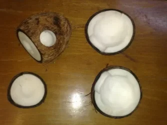 Coconut1.webp