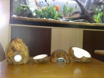 Coconut2.webp