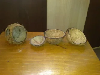 Coconut3.webp