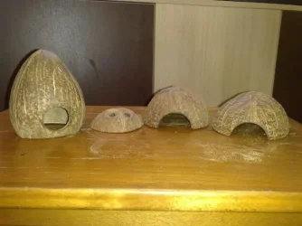 Coconut4.webp