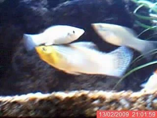 gereen_mollie.webp