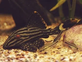 L190_Royal_Pleco_1_.webp