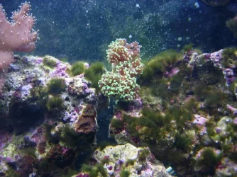 frogspawn.webp frogspawn.webp
