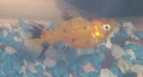 smallfish_002.webp
