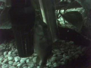 Picture_40krib.webp