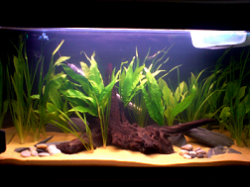 my_new_tank_smaller.PNG my_new_tank_smaller.PNG