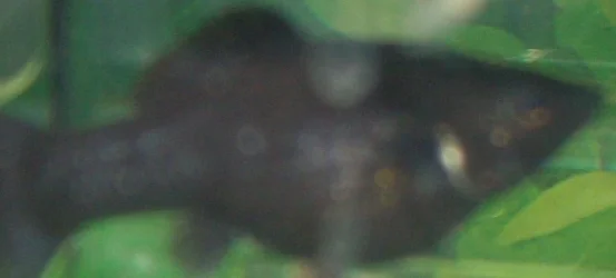 Fish__1.webp