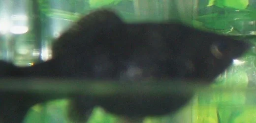 Fish__2.webp