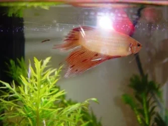 Betta_2.webp