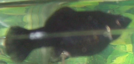 Fish__1.webp