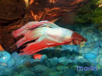 marlin101.webp