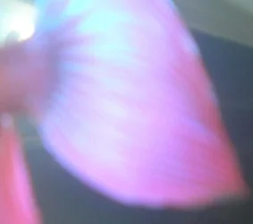 adobe_spade_tail_2.webp