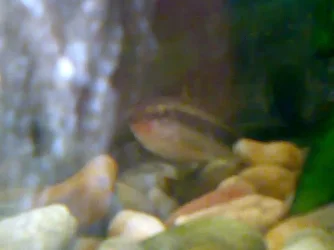 05032009231.webp