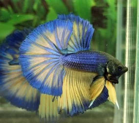 blueyellow.webp