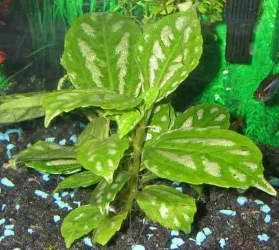 DSCN2050.webp