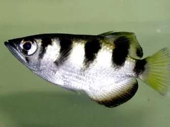 Archer_Fish.webp