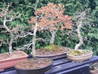 DSCF3494.webp