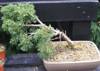 DSCF3495.webp