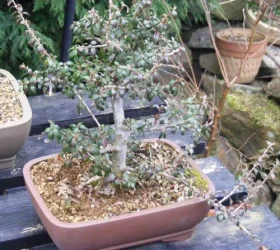 DSCF3496.webp