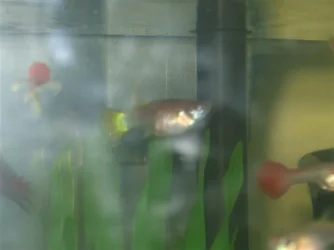 DSCF2736__Medium_.webp