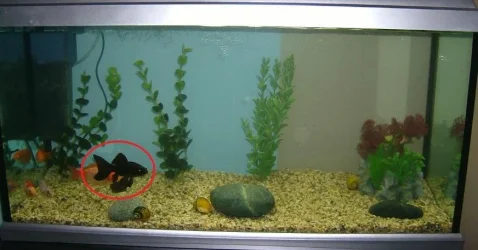 old_tank.webp